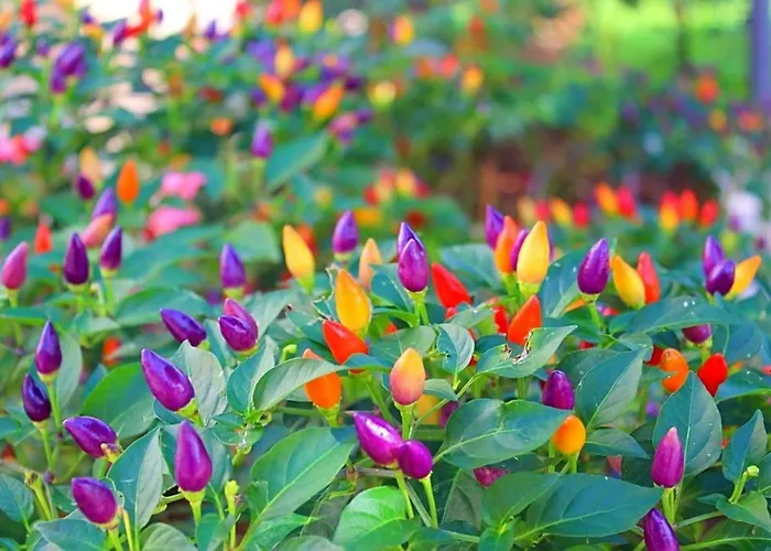 Апартаменти Ruzica *