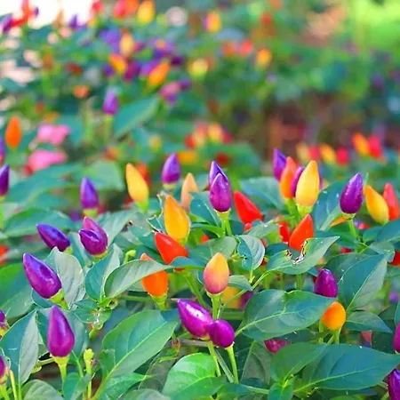 Апартаменты Ruzica *